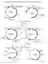 Fig. 19 - Recombinase-Based System for Expression of Foreign Proteins Using Adenovirus Vectors