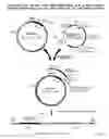 Fig. 20 - Recombinase-Based System for Expression of Foreign Proteins Using Adenovirus Vectors