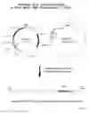 Fig. 30 - Recombinase-Based System for Expression of Foreign Proteins Using Adenovirus Vectors