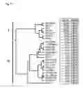 Fig. 08 - Novel genes regulated in the developing human ventral mesencephalon