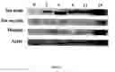 Fig. 03 - Engineered blood vessels