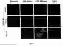 Fig. 04 - Engineered blood vessels