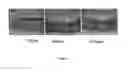 Fig. 08 - Engineered blood vessels