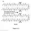 Fig. 16 - Hydrogels and uses thereof