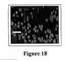 Fig. 25 - Hydrogels and uses thereof