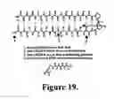 Fig. 26 - Hydrogels and uses thereof
