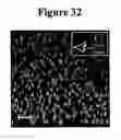 Fig. 46 - Hydrogels and uses thereof