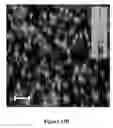 Fig. 48 - Hydrogels and uses thereof