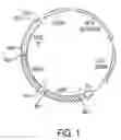 Fig. 02 - 7C10 and 16C10 CD80-specific antibodies