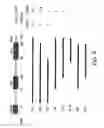 Fig. 08 - Reagents and method for modulating Dkk-mediated interactions
