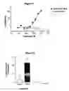 Fig. 10 - Human antibody molecules for IL-13