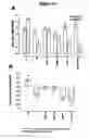 Fig. 16 - Human antibody molecules for IL-13