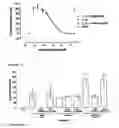 Fig. 22 - Human antibody molecules for IL-13
