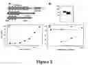 Fig. 03 - Immunointeractive molecules