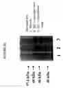 Fig. 24 - COMPOSITIONS COMPRISING ANTIBODIES TO HUMAN FGL2