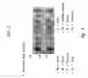 Fig. 05 - DSP-3 dual-specificity phosphatase