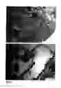 Fig. 04 - Antibodies that bind to cancer-associated antigen CD46 and methods of use thereof