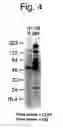 Fig. 05 - Antibodies that bind to cancer-associated antigen CD46 and methods of use thereof