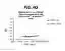 Fig. 08 - Anti-integrin antibodies, compositions, methods and uses
