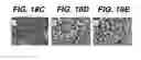 Fig. 25 - Anti-integrin antibodies, compositions, methods and uses