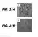 Fig. 30 - Anti-integrin antibodies, compositions, methods and uses