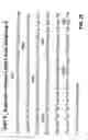 Fig. 26 - Methods and compositions for inducing apoptosis in cancer cells with an anti-DR5 antibody