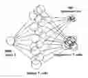 Fig. 02 - VACCINE BASED METHOD FOR PROTECTION AGAINST HIV INFECTION