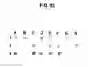 Fig. 14 - Surface proteins of Streptococcus pyogenes