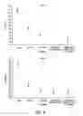 Fig. 09 - Recombinant intracellular pathogen immunogenic compositions and methods for use