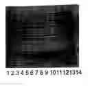 Fig. 01 - Molecular antigen arrays