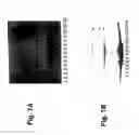 Fig. 02 - Molecular antigen arrays