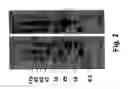 Fig. 05 - Molecular antigen arrays