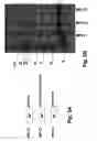 Fig. 09 - Molecular antigen arrays