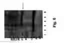 Fig. 10 - Molecular antigen arrays