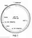 Fig. 02 - Fusogenic, self-propagating blebs as immunogenic compositions