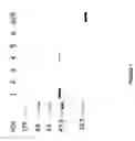 Fig. 02 - Strain of SARS-associated coronavirus and applications thereof