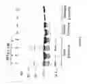 Fig. 03 - Strain of SARS-associated coronavirus and applications thereof