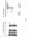 Fig. 07 - Strain of SARS-associated coronavirus and applications thereof