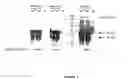 Fig. 08 - Strain of SARS-associated coronavirus and applications thereof