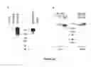 Fig. 110 - Strain of SARS-associated coronavirus and applications thereof