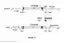 Fig. 92 - Strain of SARS-associated coronavirus and applications thereof