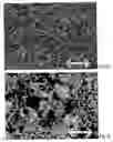 Fig. 03 - Method for the treatment of vegetable material, product obtained by the method and use of the product
