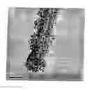 Fig. 01 - Cellular probes