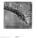 Fig. 06 - Cellular probes