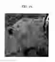 Fig. 04 - Catalyst for cathode of fuel cell, and membrane-electrode assembly for fuel cell