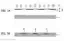 Fig. 02 - Manufacturing method of pattern formed body and pattern formed body manufacturing apparatus