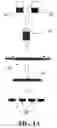 Fig. 02 - Implantable devices for chemonucleolysis of intervertebral discs