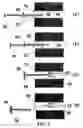 Fig. 05 - Implantable devices for chemonucleolysis of intervertebral discs