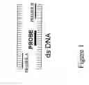 Fig. 02 - Detection and typing of human papillomavirus using PNA probes