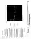 Fig. 04 - Detection and typing of human papillomavirus using PNA probes
